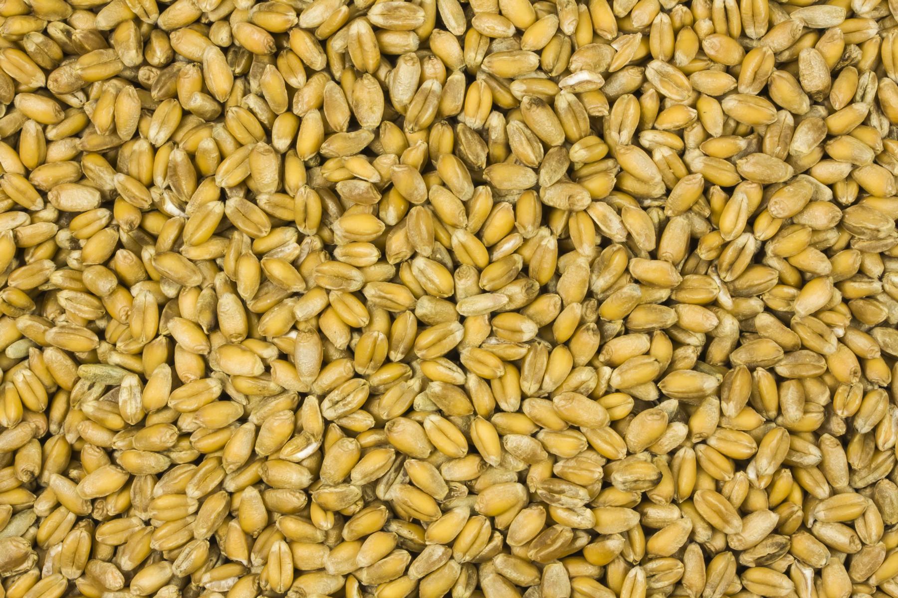 Ekologisk Vete 25kg