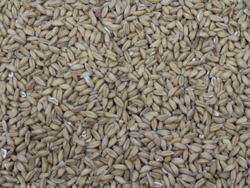 Ekologisk Emmer 25kg