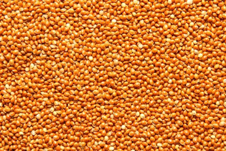 Ekologisk Brunvete 25kg