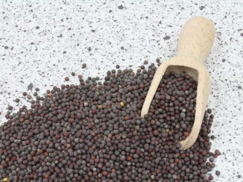 Ekologisk brun senapsfrö 25kg